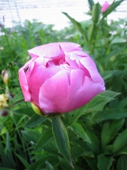 Paeonia in bud