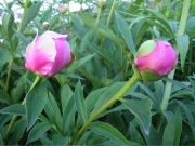 Paeonia in bud