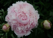 Paeonia pink red flecks