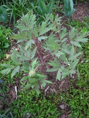 Paeonia suffruticosa IMG_3819