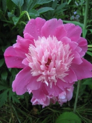 Paeonia bicolor pink