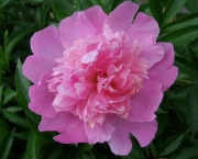 Paeonia bright pink