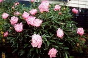 Paeonia bright pink full bloom