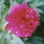 Paeonia cherry red