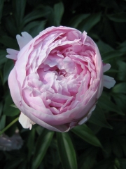 Paeonia double pink