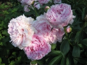 Paeonia double pink closeup