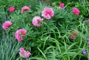 Paeonia early double red pink