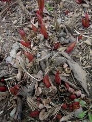 Paeonia early growth generic