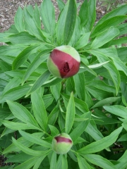 Paeonia early red double in bud