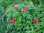 Paeonia early red double