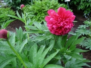 Paeonia early red double