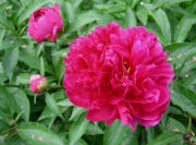 Paeonia early red
