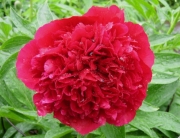 Paeonia early red