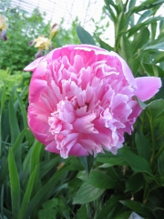 Paeonia medium pink