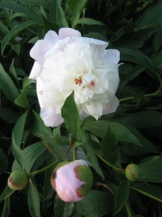 Paeonia pale pink