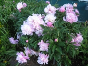 Paeonia pale pink