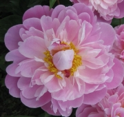 Paeonia pink