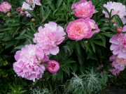 Paeonia pink