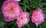 Paeonia pink