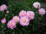 Paeonia pink