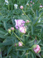 Paeonia pink in bud