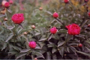 Paeonia red close up in bud