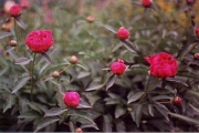 Paeonia red close up in bud