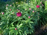 Paeonia red first bloom