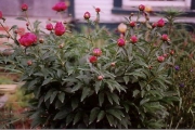 Paeonia red in bud
