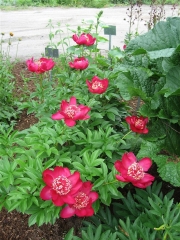 Paeonia red single