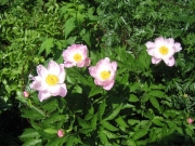 Paeonia single pink