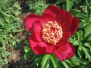 Paeonia single red