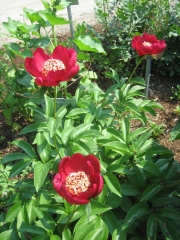Paeonia single red