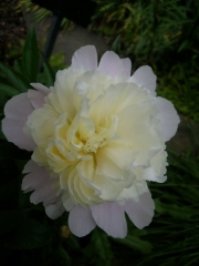 Paeonia white shell pink