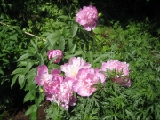 Paronia double pink