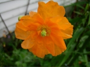 Papaver ruprifragrum in full bloom