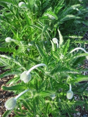 Papaver ruprifragrum