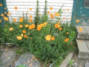 Papaver rupifragrum grouping