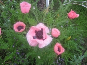 Papaver orientalis 'Princess Victoria Louise', salmon/pink