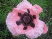 Papaver orientalis 'Princess Victoria Louise', salmon/pink