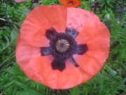 Papaver orientalis 'Princess Victoria Louise', salmon/pink
