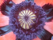 Papaver orientalis 'Princess Victoria Louise', salmon/pink, closeup