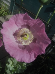 Papaver somniferum