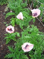 Papaver orientalis 'Princess Victoria Louise', salmon/pink