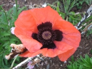 Papaver orientalis 'Princess Victoria Louise', salmon/pink