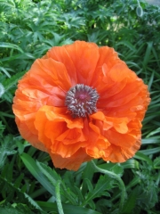 Papaver orientalis non-hybrid double form, it's a runner