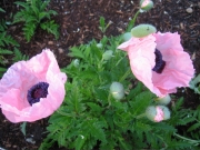 Papaver oriental pink