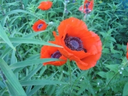 Papaver orientale