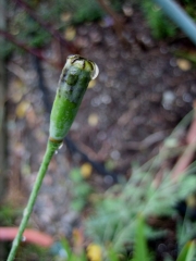 Papaver ruprifragrum, seed pod