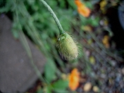 Papaver ruprifragrum in bud